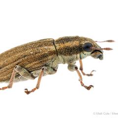 MYN Weevil - Sitona species 